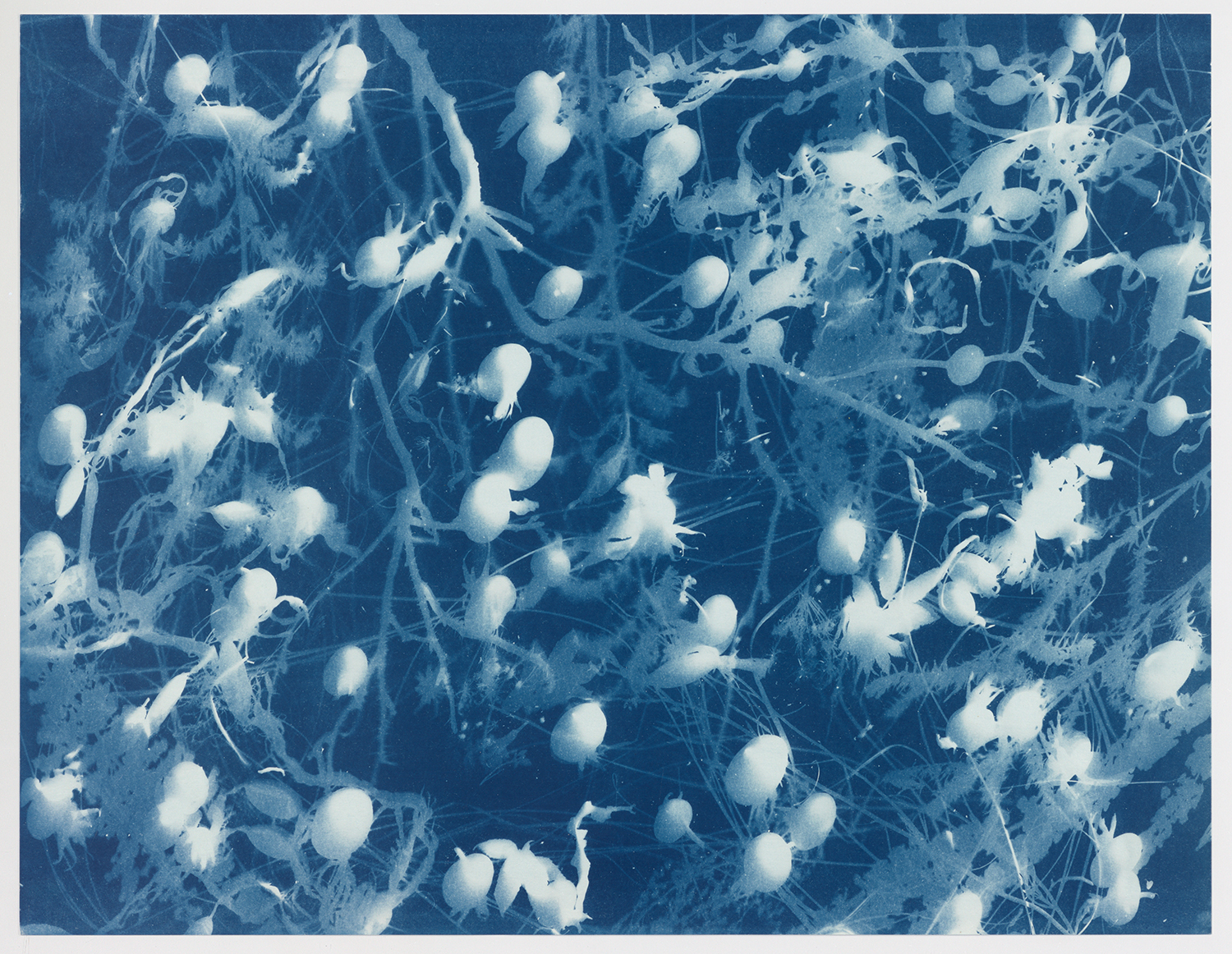 Torsten Derk Römer, Elena Karakitsou, Land in die See, Cyanotypie/ Cyanotype